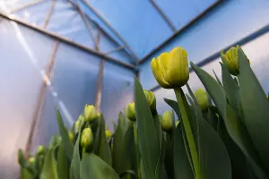 Тюльпаны &copy;&nbsp;Фото Елены Синеок, Юга.ру