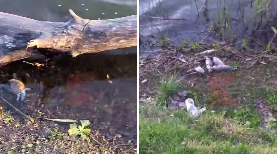  &copy;&nbsp;Коллаж из скриншотов видео из телеграм-канала &laquo;Типичный Краснодар&raquo;