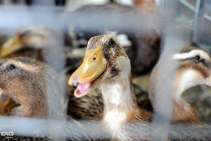  © Елена Синеок. ЮГА.ру