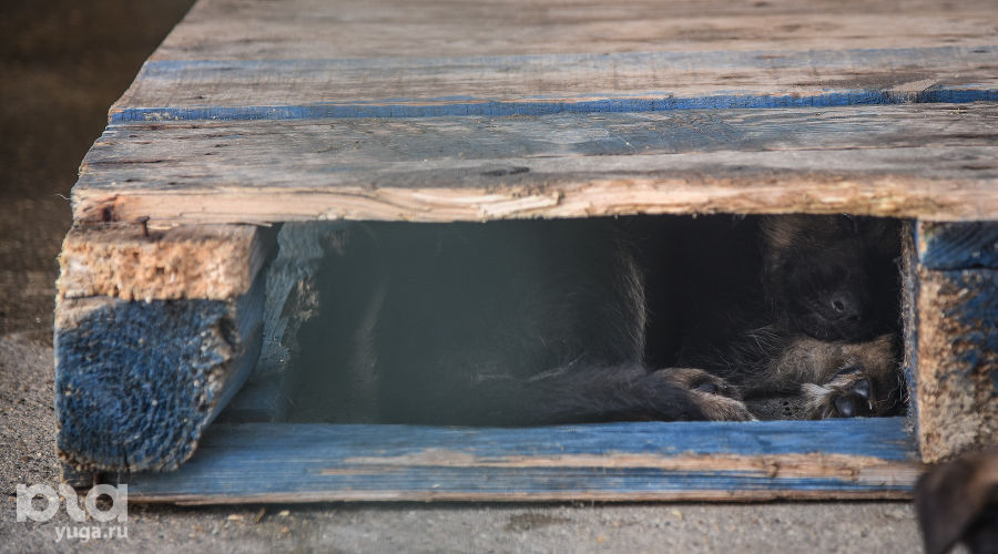  &copy;&nbsp;Елена Синеок, ЮГА.ру