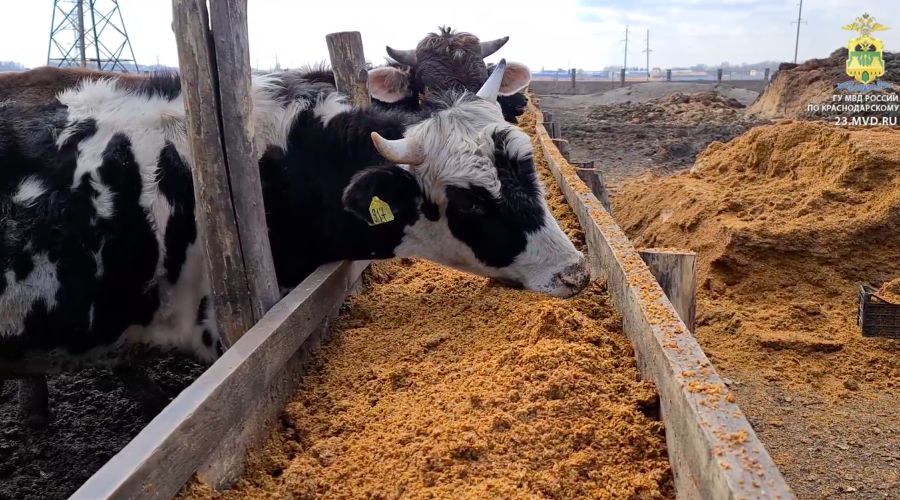  © Фото пресс-службы ГУ МВД России по Краснодарскому краю