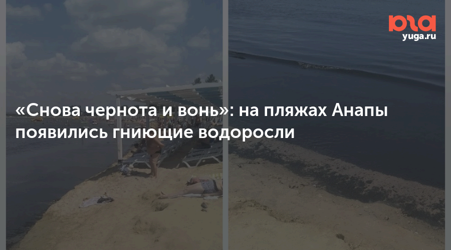 «Снова чернота и вонь»: на пляжах Анапы появились гниющие водоросли