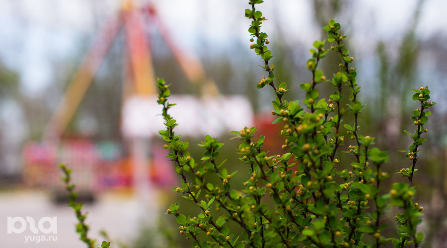 Как цветет Краснодар весной &copy;&nbsp;Фото Елены Синеок, Юга.ру