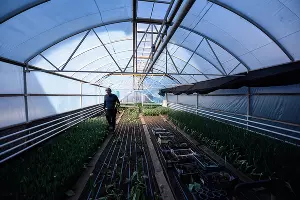 Тюльпаны &copy;&nbsp;Фото Елены Синеок, Юга.ру