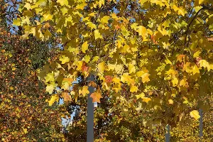 Парк &laquo;Краснодар&raquo; &copy;&nbsp;Фото Марины Солошко, Юга.ру