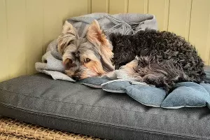 Собака &copy;&nbsp;Фото Анны Петровой, Юга.ру