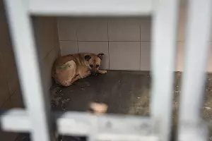 Приют для пострадавших животных &laquo;Краснодог&raquo; &copy;&nbsp;Фото Елены Синеок, Юга.ру