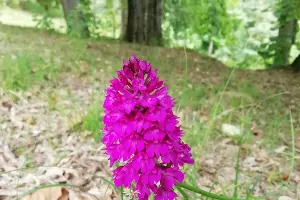 Анакампсис пирамидальный &copy;&nbsp;Фото пресс-службы Сочинского нацпарка