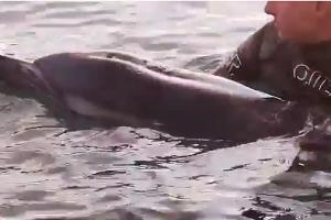  © Скриншот видео из инстаграм-аккаунта НКО Центр спасения дельфинов "Дельфа", instagram.com/delfacenter/