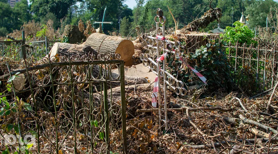 Вырубка деревьев на Всесвятском кладбище в сентябре 2023 года &copy;&nbsp;Фото Александра Гончаренко, Юга.ру