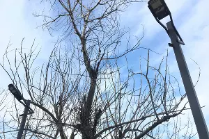 Парк у стадиона &laquo;Кубань&raquo;, январь 2023 &copy;&nbsp;Фото Александра Гончаренко, Юга.ру