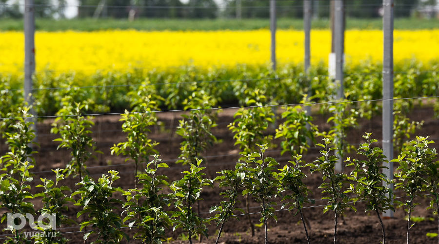  © Фото Елены Синеок, Юга.ру