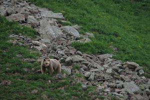 Бурый медведь © Фото из группы vk.com/kavzapoved