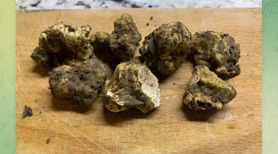 Трюфели, найденные иркутскими учеными в лесу возле Молдовановки &copy;&nbsp;Скриншот публикации в телеграм-канале Иркутского университета, T.me/irkutskuniversity