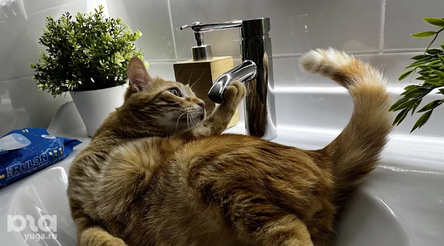  &copy;&nbsp;Фото Александры Булавкиной, Юга.ру