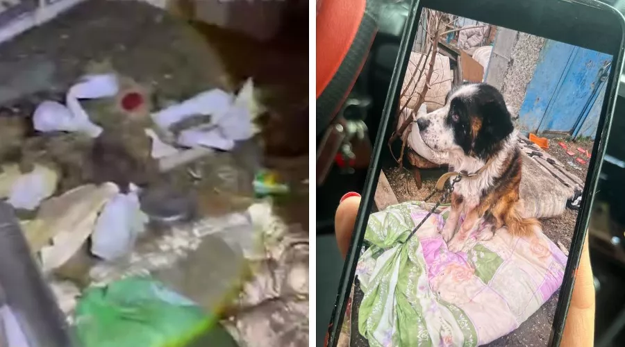  &copy;&nbsp;Коллаж из скриншотов фото и видео из телеграм-канала &laquo;Осторожно, новости&raquo; и &laquo;Ростов Главный&raquo;