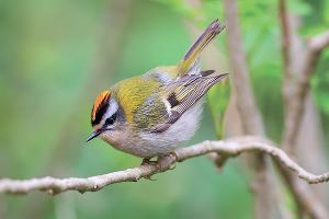  &copy;&nbsp;Фото пресс-службы курорта &laquo;Роза Хутор&raquo;