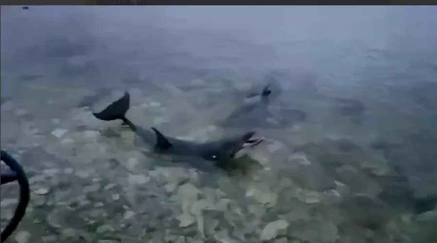  &copy;&nbsp;Скриншот видео из телеграм-канала &laquo;ЧП Севастополь&raquo;, t.me/chp_sevastopol