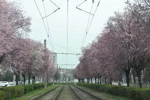 Цветение сливы &laquo;писсарди&raquo; на улице Ставропольской в Краснодаре &copy;&nbsp;Фото Марины Солошко, Юга.ру