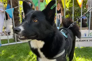  &copy;&nbsp;Фото t.me/pets_sochi_mamayka