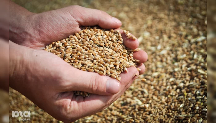 Пшеница &copy;&nbsp;Елена Синеок. ЮГА.ру