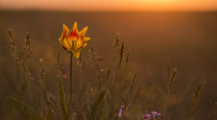 Тюльпан Шренка &copy;&nbsp;Фото Nimuel23, commons.wikimedia.org (по лицензии CC 4.0)