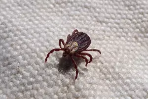  &copy;&nbsp;Фото с сайта pixabay.com