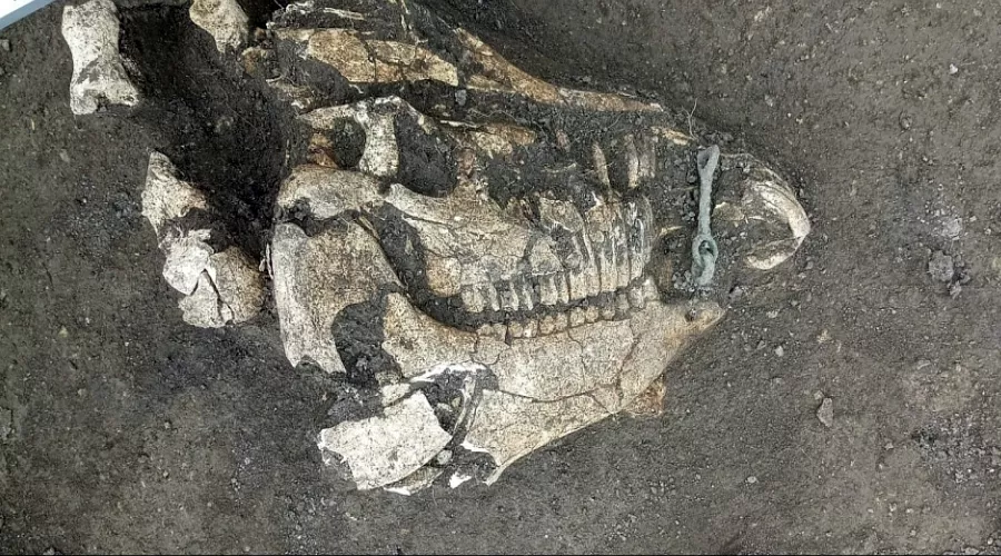 Останки, обнаруженные в синдском захоронении железного века под Анапой &copy;&nbsp;Пресс-служба администрации Краснодарского края, Admkrai.krasnodar.ru
