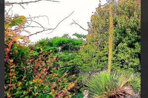  &copy;&nbsp;Скриншот из телеграмм-канала парка &laquo;Южные культуры&raquo; https://t.me/park_uzk/1016