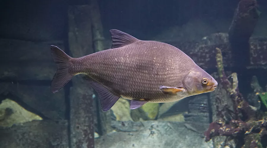  &copy;&nbsp;Скриншот фото с сайта Wildfauna.ru