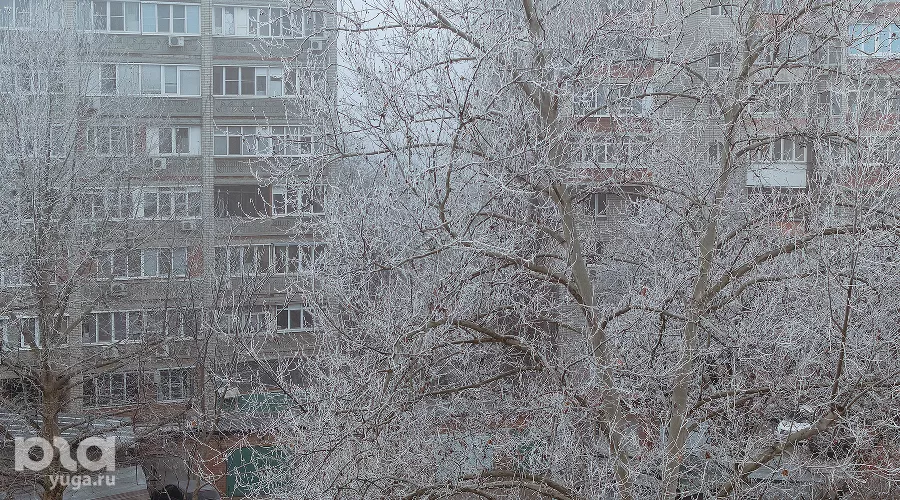 Снег на деревьях &copy;&nbsp;Фото Юлии Шафоростовой, Юга.ру