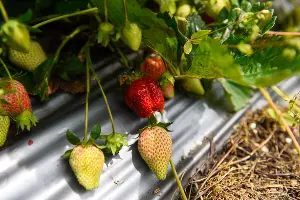 УОХ &laquo;Кубань&raquo; &copy;&nbsp;Фото Елены Синеок, Юга.ру