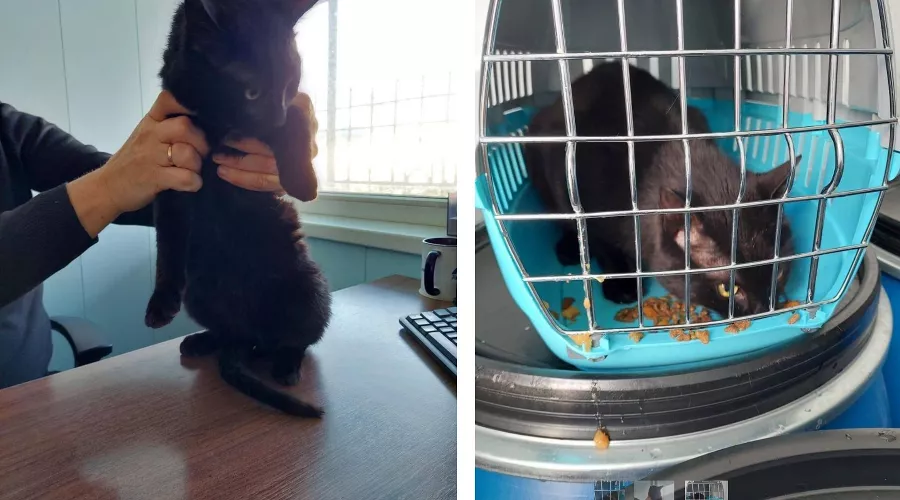 Кот Бурак &copy;&nbsp;Коллаж из скриншотов фото из телеграм-канала &laquo;Транспортная группа FESCO&raquo;