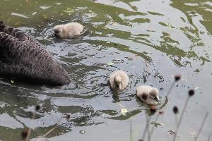 Австралийские черные лебеди © Фото пресс-службы сочинского парка «Дендрарий»