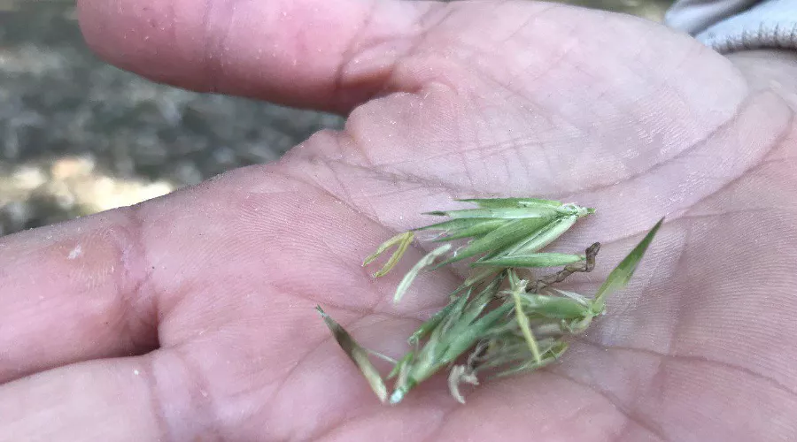 Цветение бамбука &copy;&nbsp;Фото предоставлено Сочинским национальным парком