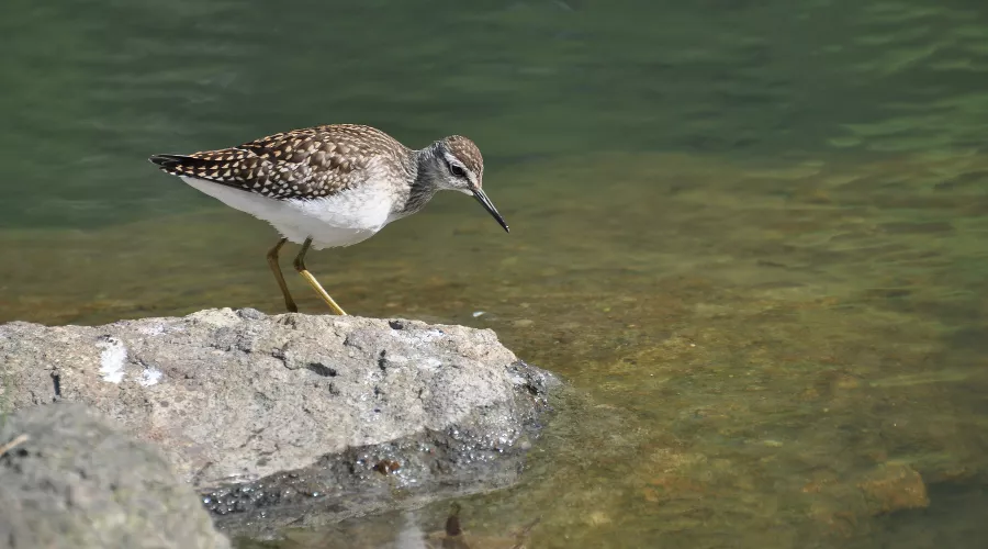 Кулик фифи на горном озере, хребет Аибга &copy;&nbsp;Фото П. А. Тильба