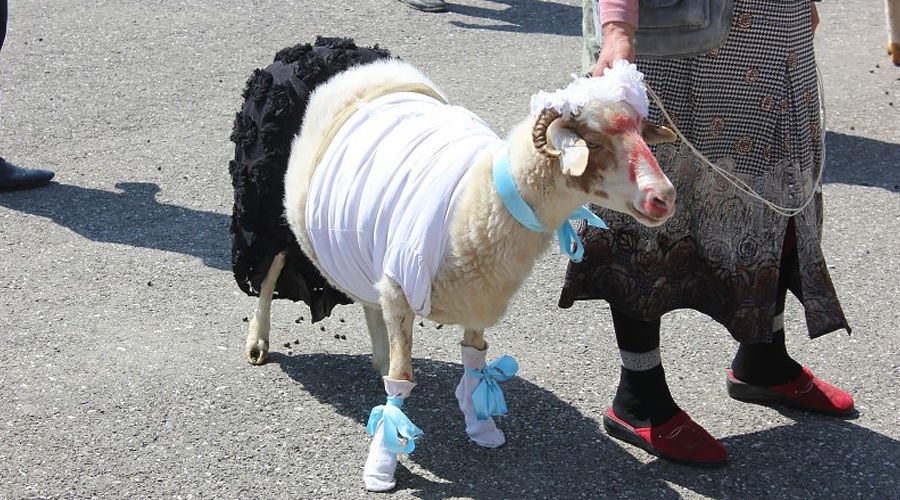 В Дагестане выбрали самую красивую овцу © Фото пресс-службы Буйнакского района республики Дагестан, буйнакскийрайон.рф