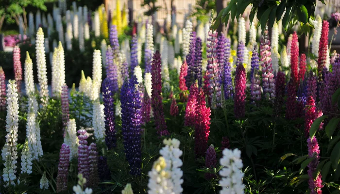 Люпины в Японском саду парка «Краснодар» &copy;&nbsp;Фото Марины Солошко, Юга.ру