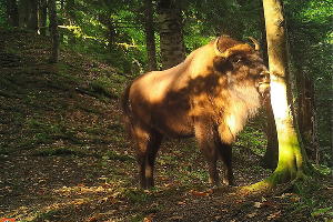  © Фото пресс-службы Кавказского биосферного заповедника