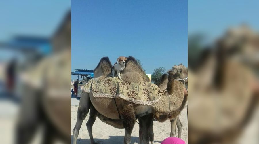  © Фото с сайта youla.io/krasnodar