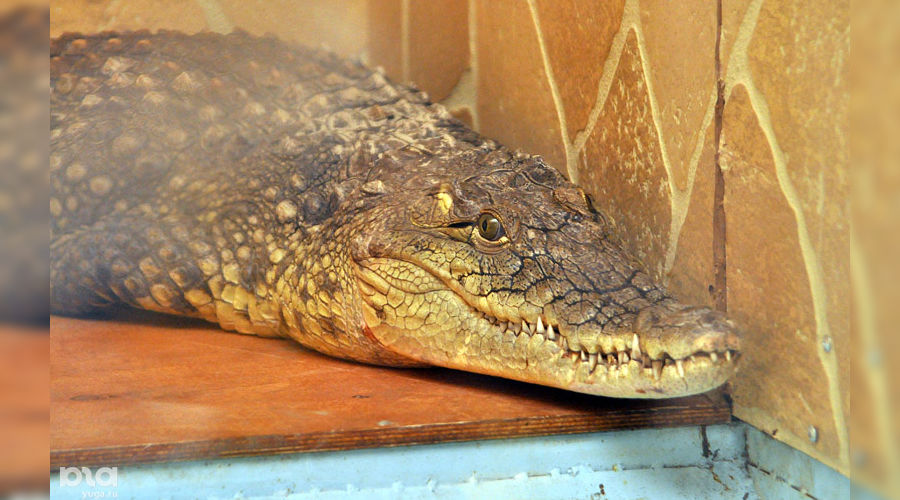 Выставка рептилий &copy;&nbsp;Елена Синеок. ЮГА.ру