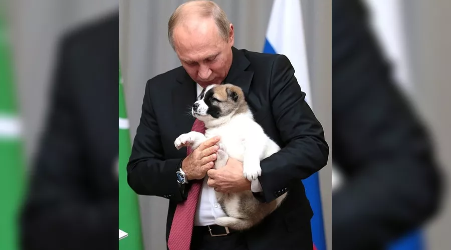 Президент Туркмении подарил Путину щенка алабая по кличке Верный &copy;&nbsp;Фото пресс-службы Кремля