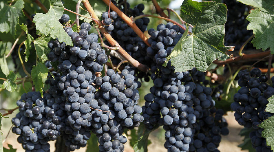 Сбор винограда на Кубани © Влад Александров, ЮГА.ру