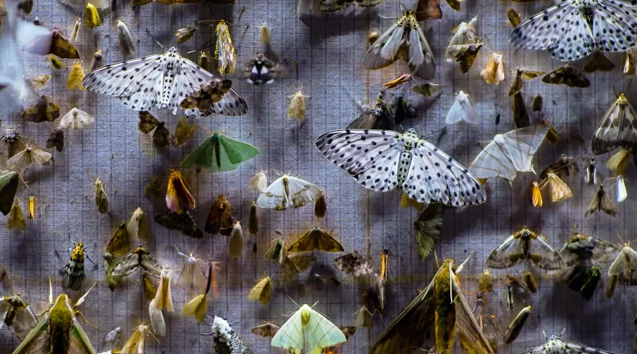 Скриншот из трейлера фильма «Ноктюрны»  &copy;&nbsp;Фото пресс-службы курорта &laquo;Роза Хутор&raquo;