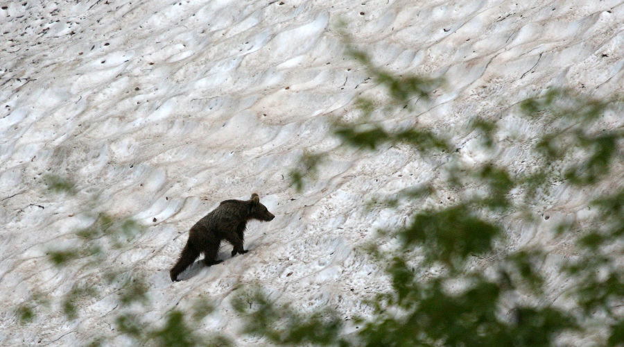Медведь © Фото пресс-службы Кавказского биосферного заповедника