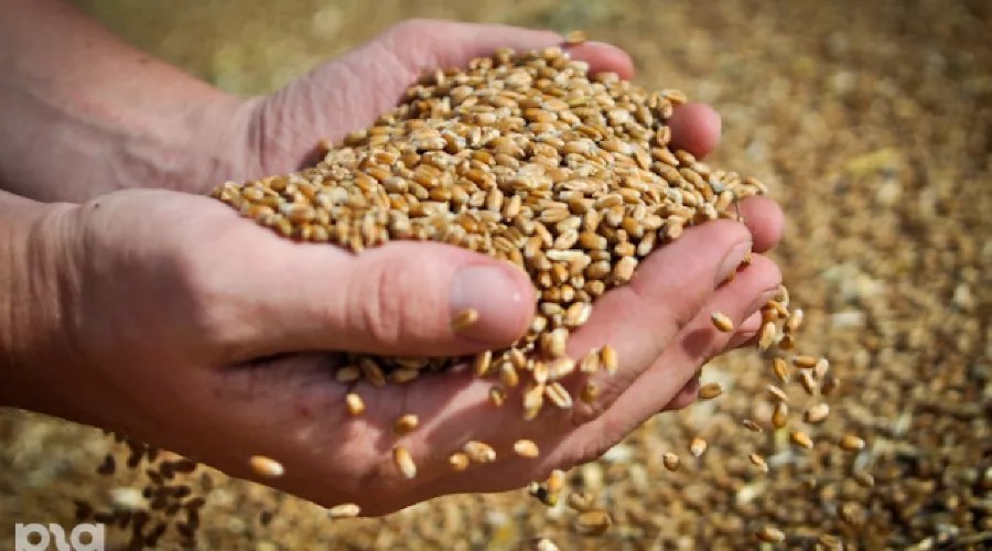 Зерно &copy;&nbsp;Елена Синеок. ЮГА.ру