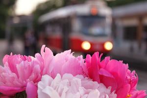 Краснодарский трамвай © Фото Марины Солошко, Юга.ру