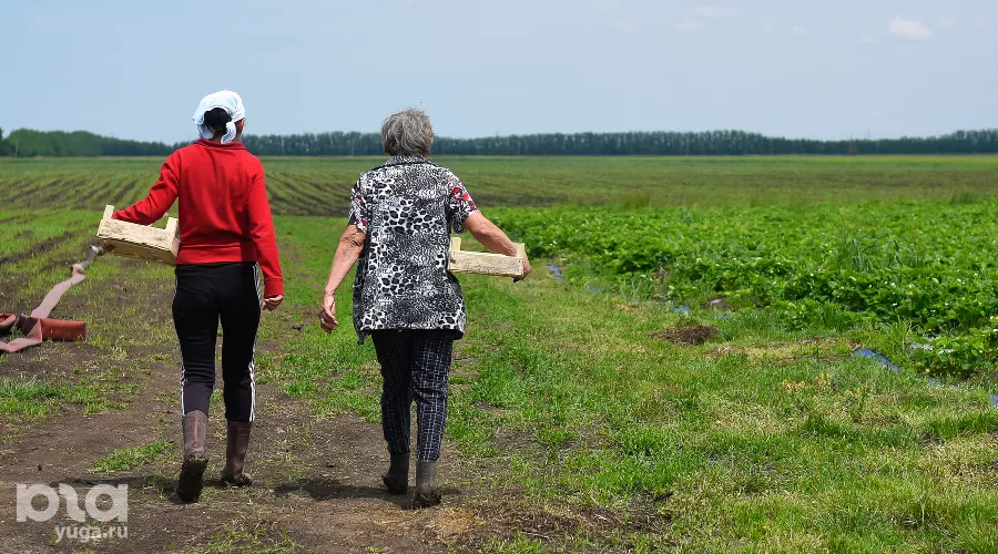 Овощное подразделение начали восстанавливать два года назад. Сейчас производится пять основных культур — томаты, лук, клубника, арбузы, баклажаны. &copy;&nbsp;Фото Елены Синеок, Юга.ру