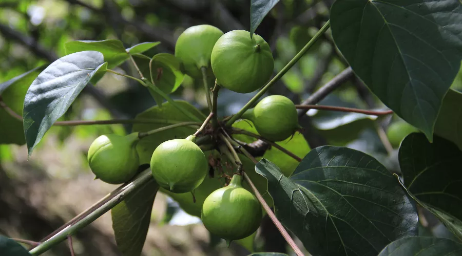Тунг &copy;&nbsp;Фото пресс-службы Сочинского Нацпарка