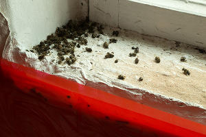 Выставка Виталия Безпалова «BBBB DDDD» в «Лестнице», Краснодар, 28 апреля 2019 © Фото с сайта tzvetnik.online